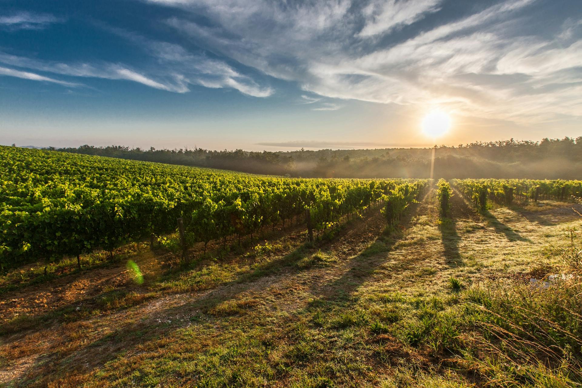 Bodegas de la Rioja Alavesa para amantes del vino y de la arquitectura / Foto de Pixabay