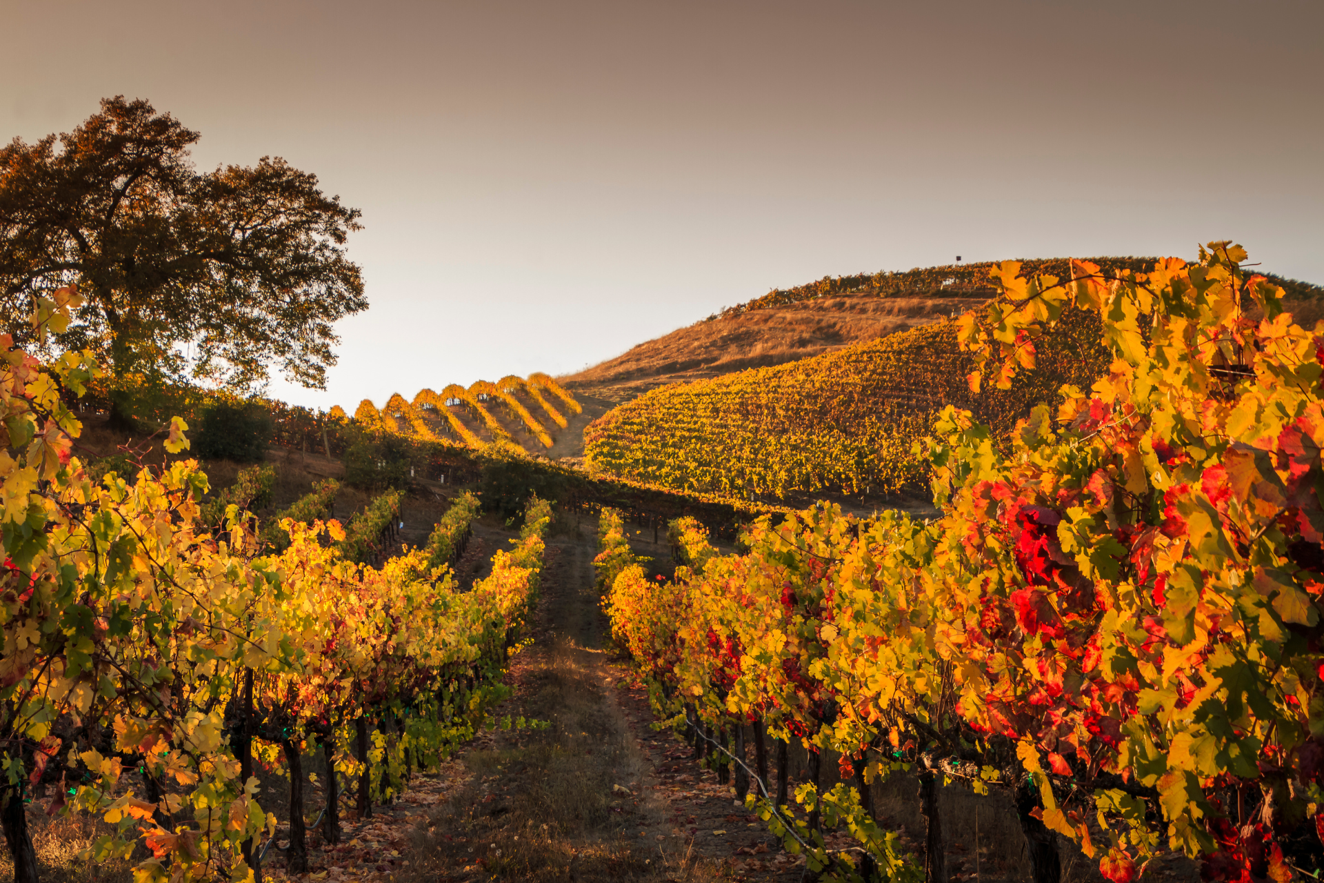 rutas de vino