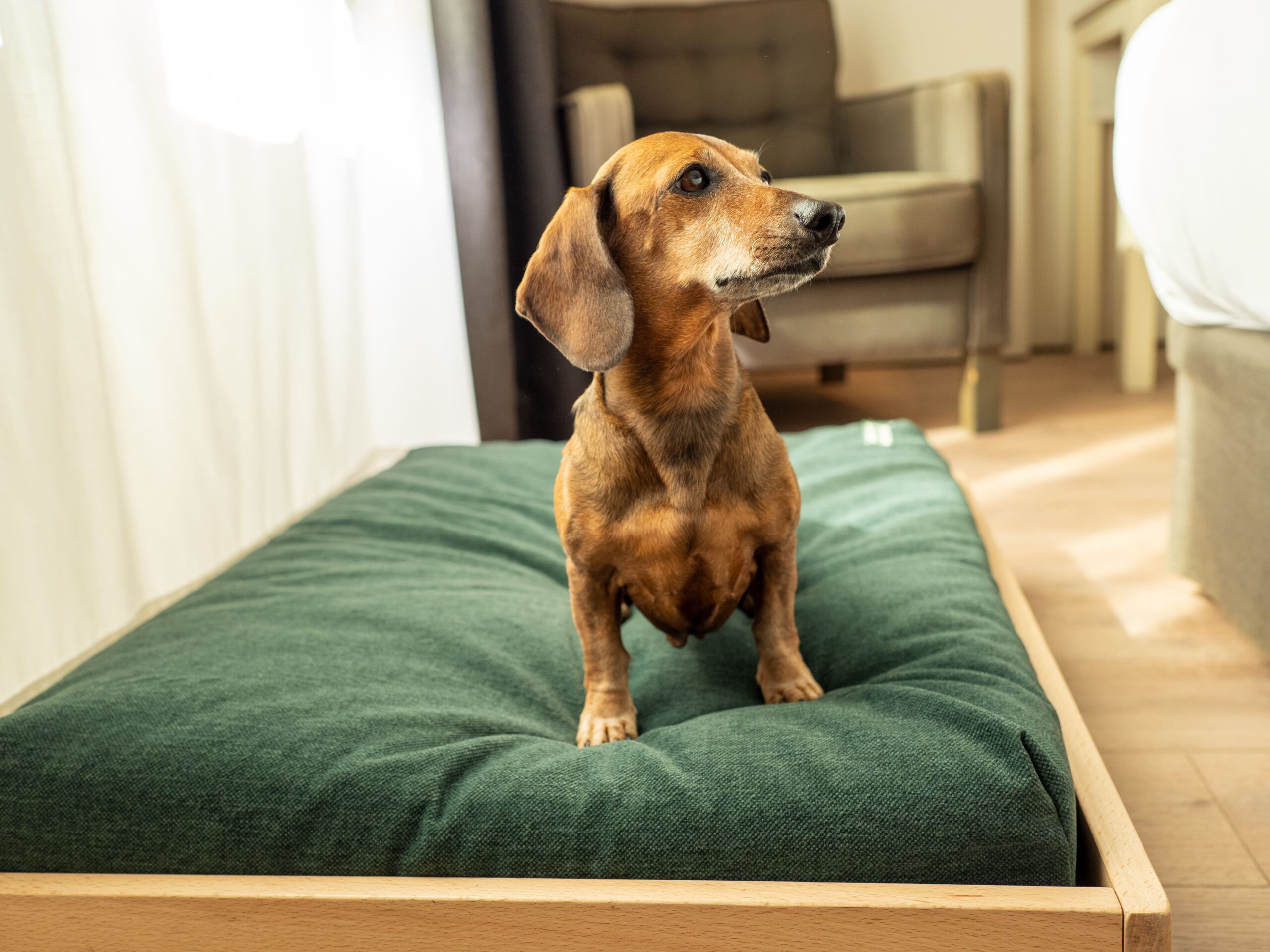 Planes para viajar con mascotas