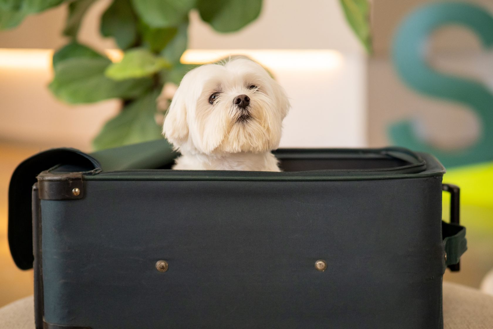 Viajar con mascotas